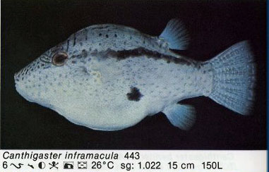 Canthigaster inframacula